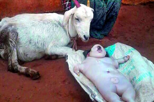 Goat gave birth to kids alike human babies},{Goat gave birth to kids alike human babies