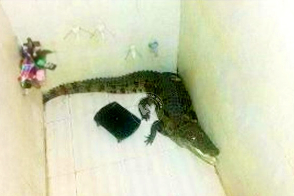 Crocodile decides to use the bathroom},{Crocodile decides to use the bathroom