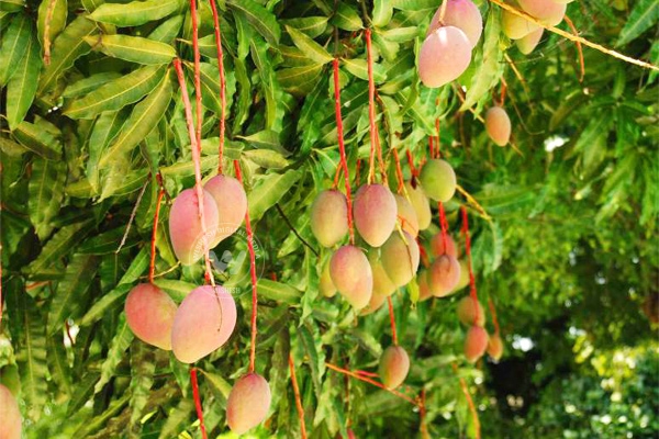 Seedless mangoes to tickle your taste buds},{Seedless mangoes to tickle your taste buds