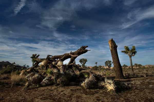 Joshua Tree National Park May Take 300 Years to Recover from Shutdown
