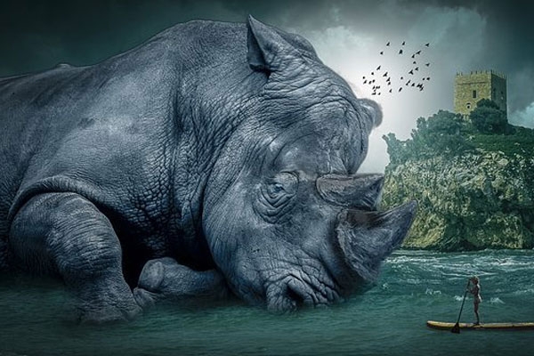 Rhino Poaching in Africa decreases due to COVID-19