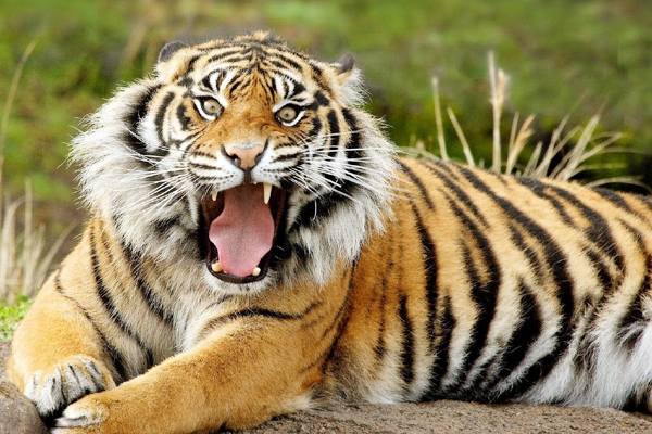 Dubai Ban Selling and Buying Wild Animals From July