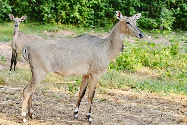 SC to hear plea against declaring nilgai, monkeys as vermins!