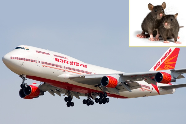 Rats ground Air India plane},{Rats ground Air India plane