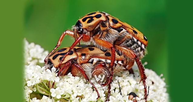 And you thought only humans were gay?},{And you thought only humans were gay?
